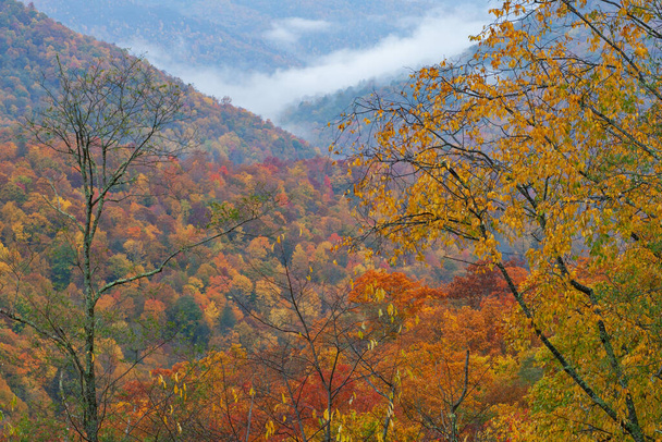 Herfst landschap Great Smoky Mountains, Deep Creek Overlook, Great Smoky Mountains National Park, North Carolina, Verenigde Staten - Foto, afbeelding