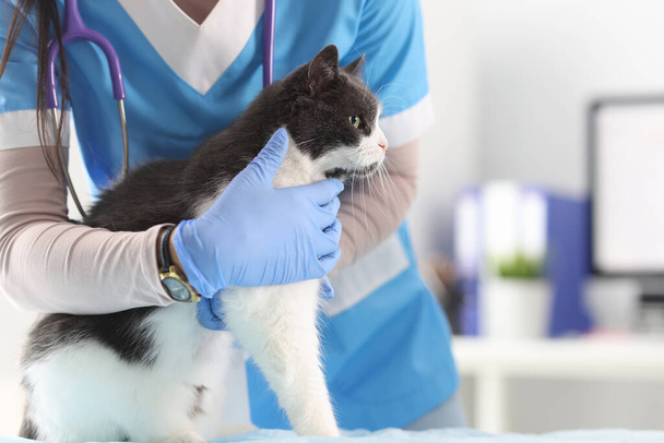 Veterinarian in the office examines the cat. - Фото, изображение