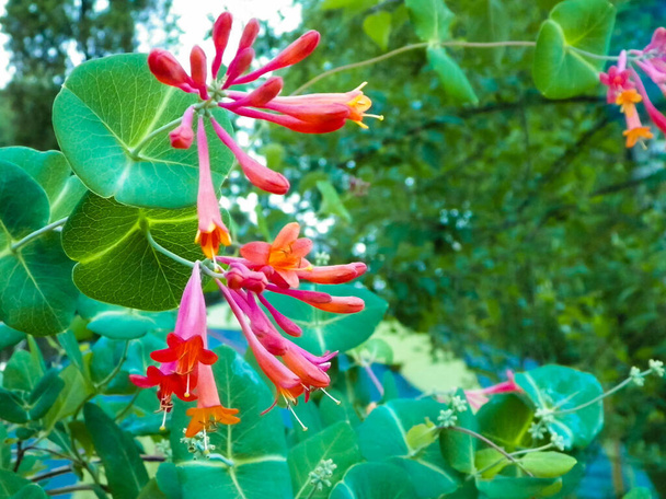 Close up de flores de madressilva rosa (Lonicera L.). Natureza polonesa no verão, floral e conceito de jardinagem. Espaço de cópia, fundo da natureza
. - Foto, Imagem