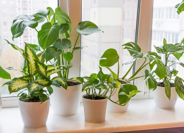 verschiedene Pflanzen in Töpfen stehen auf der Fensterbank im Raum. - Foto, Bild