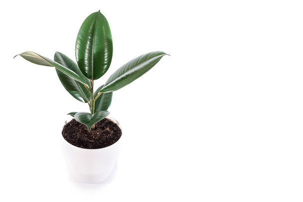 houseplant ficus in white pot isolated on white background. - Photo, Image