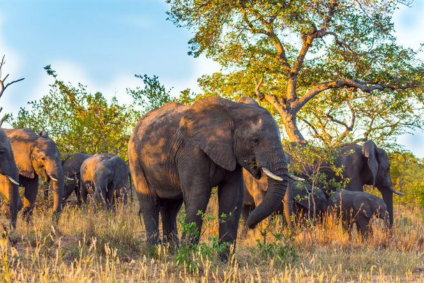 The herd of African savannah elephants. The Kruger Park. Sunset. South Africa. Animals live and move freely in the savannah. The concept of exotic and photo tourism - Valokuva, kuva