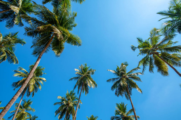 Lovely  view to top in coconut  palm tree  forest  -  blue sky at top - is lovely temperature - about 30 degree Celsium- amazing   south Indian winter! - Photo, image