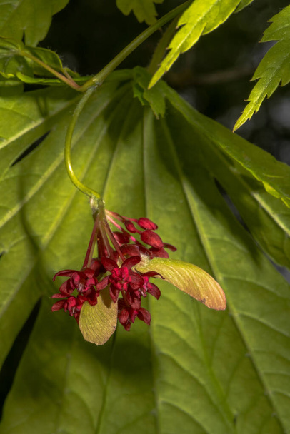 Dolunay akçaağacı meyveleri ve çiçekleri (Acer japonicum 'Rising Sun') - Fotoğraf, Görsel