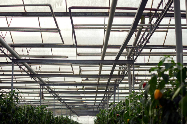 Moderno invernadero. Las camas de las plantas con frutas multicolores son visibles. Arriba hay un techo de vidrio rizado con un sistema de tuberías. - Foto, imagen