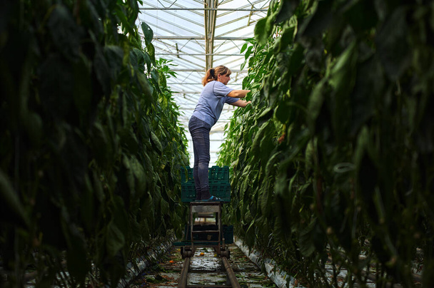 Praca w nowoczesnych szklarniach. Kobieta pracuje z roślinami szklarnianymi stojąc na specjalnej platformie. Perspektywa cofająca się w oddali. - Zdjęcie, obraz