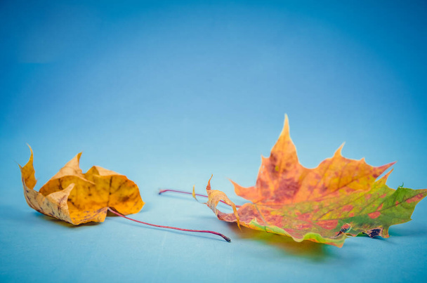 Hojas de arce de otoño se cierran sobre fondo azul con espacio de copia. Fondo minimalista hermoso otoño. Enfoque selectivo - Foto, Imagen