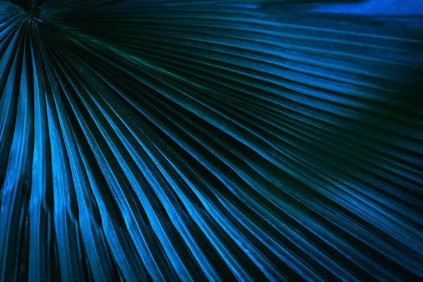 Zielony stonowany obraz pełnej ramki modnego tropikalnego liścia palmy w zbliżeniu - Zdjęcie, obraz