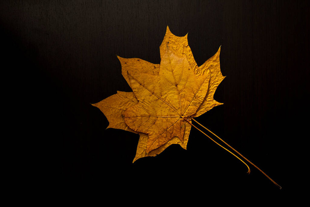 autumn leaf on a tree black background, top view. - Foto, imagen