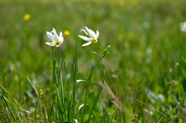 Poet's narcissus, two daffodil flowers in the wild. White rare wildflower in nature. - Fotó, kép