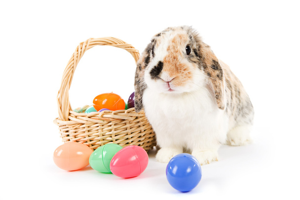 Paskalya: tavşan sepet plastik yumurta ile - Fotoğraf, Görsel