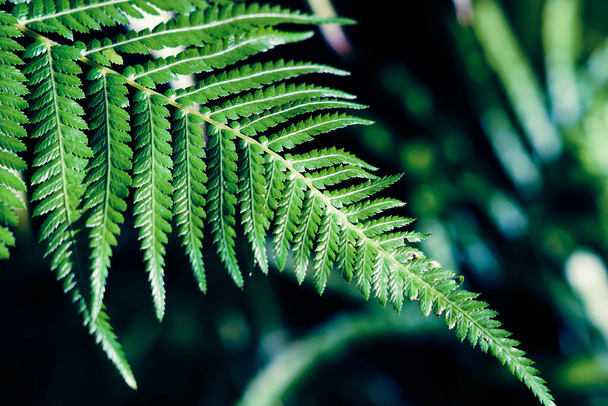 Background with green fern leaves. - Φωτογραφία, εικόνα