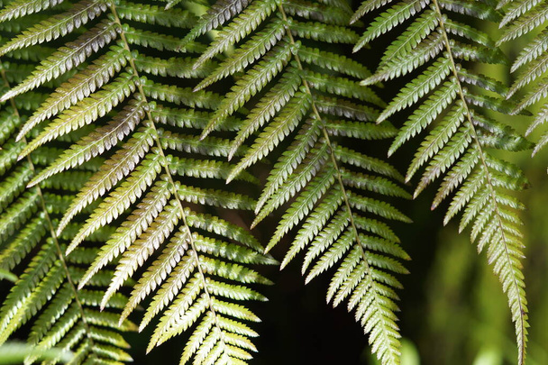 Background with green fern leaves. - Фото, зображення