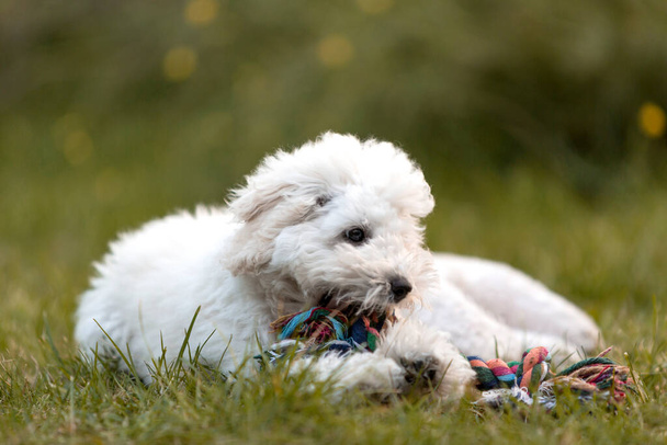 Poodle blanco cachorro jugando en el jardín al aire libre
 - Foto, Imagen