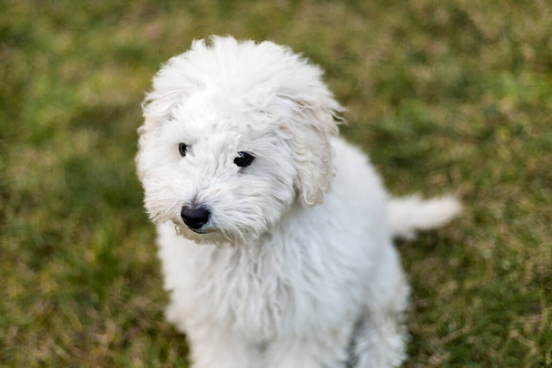 Portrait of a white Poodle puppy outdoors - Фото, изображение
