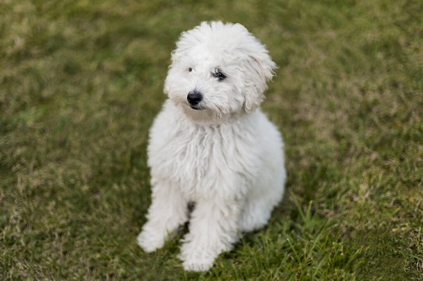 Portrait of a white Poodle puppy outdoors - Valokuva, kuva