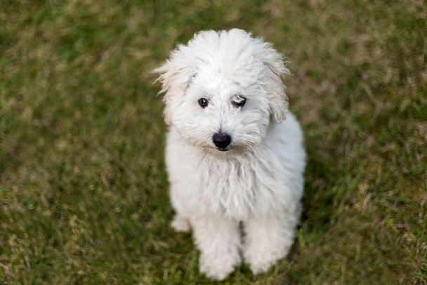 Portrait of a white Poodle puppy outdoors - Fotó, kép