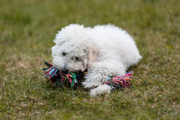 White Poodle puppy playing in the garden outdoors - Fotografie, Obrázek