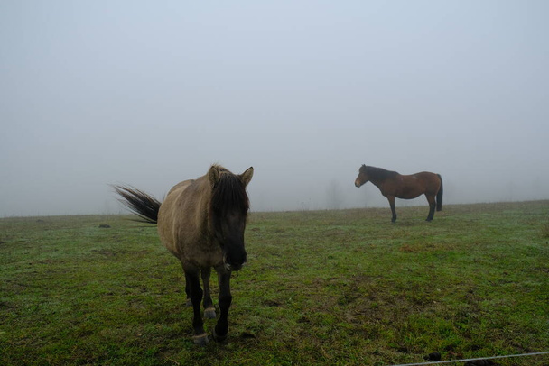 wild horse approaching the camera in foggy weather - Photo, image