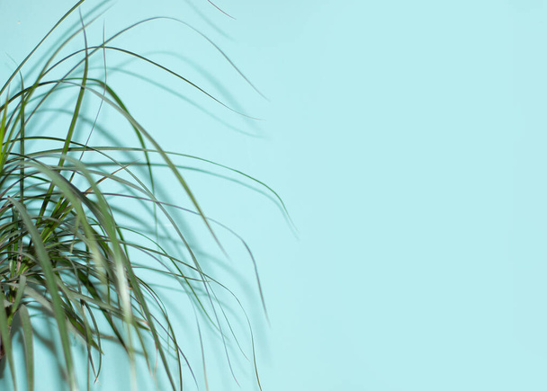 Thin sharp leaves of the dracaena tree and shadows on a blue background. Summer concept. Front view, copy space. Excellent substrate for presentations. Photo - Fotoğraf, Görsel