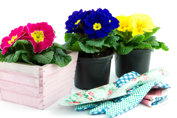 floweringpot met primrose en tuin gebruiksvoorwerpen - Foto, afbeelding