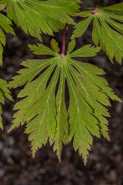 'Varkensblad' Volmaanesdoorn (Acer japonicum 'Aconitifolium')) - Foto, afbeelding