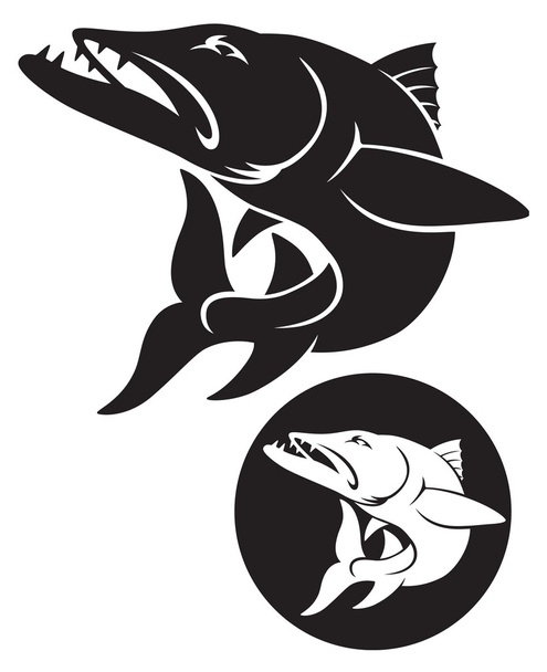 Illustration der Fischbarrakuda - Vektor, Bild