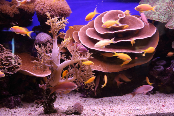 Piękny kolorowy podwodny świat - Zdjęcie, obraz