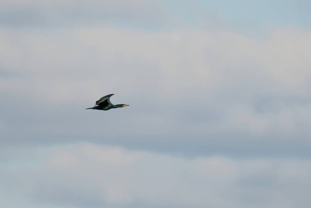 Cormorant, water bird of the Phalacrocoracidae family, flies in blue sky. - Photo, Image