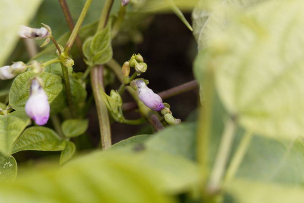 Blume einer Kuherbsenpflanze aus Catjang, Vigna unguiculata subsp. Zylindrische - Foto, Bild