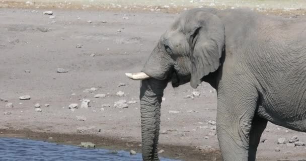 Elefante africano en Namibia, África safari fauna - Metraje, vídeo