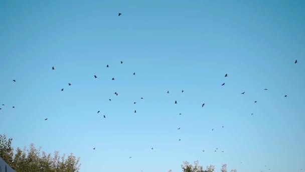 Una bandada de pájaros negros sienten el acercamiento del frío y vuelan lejos a tierras más calientes en un día soleado contra un cielo azul claro. - Imágenes, Vídeo