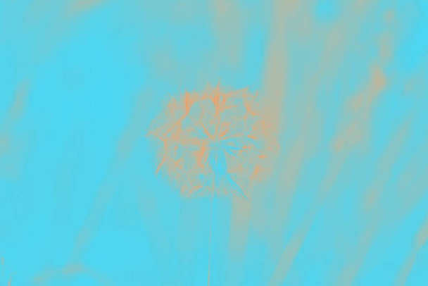 Orange dandelion on a blurred turquoise color background - Photo, Image
