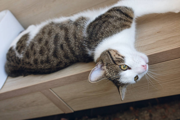 Домашній молодий кіт лежить на полиці
 - Фото, зображення