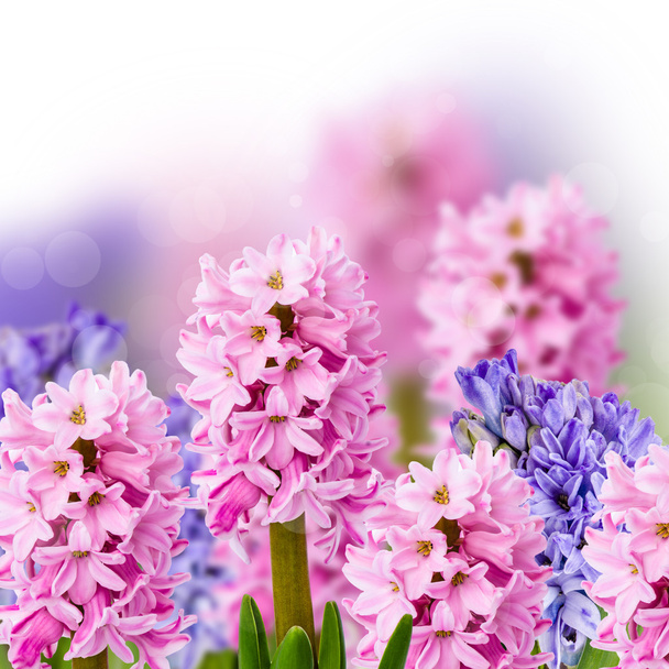 Pink and purple hyacinth on abstract background - Photo, Image