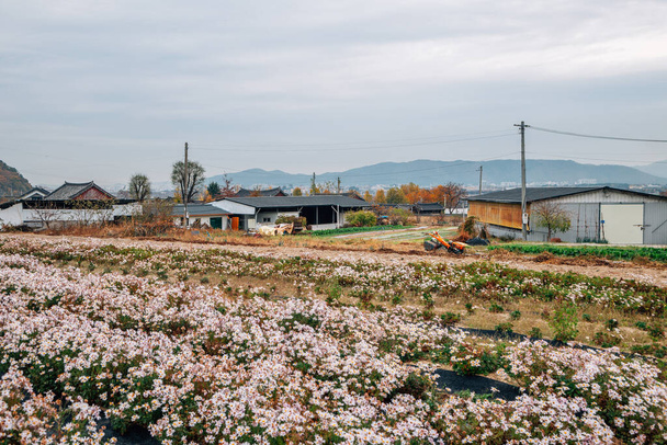 Seoak-dong régi falu virágos mező Gyeongju, Korea - Fotó, kép