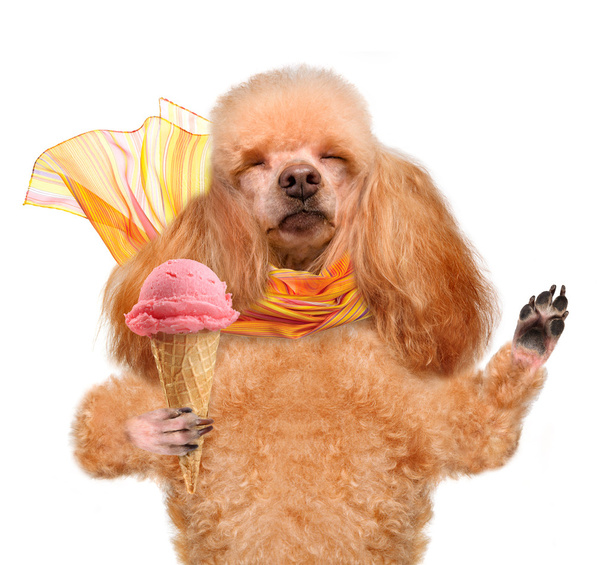 Dog with ice cream - Foto, afbeelding