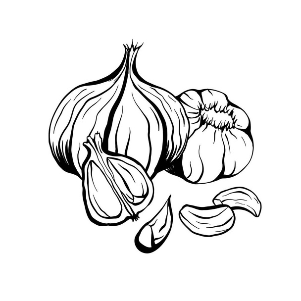 Outline sketch garlic illustration. Antibacterial product for health. Useful seasoning for cooking. Natural spice. Vector contour element for menus, recipes, banners and your design. - Vektori, kuva