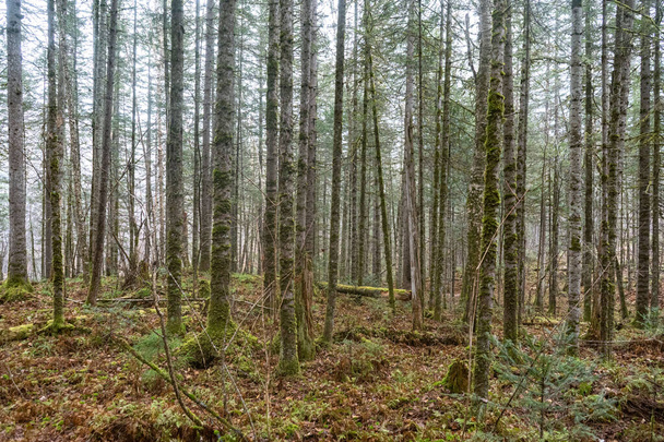 bos textuur achtergrond van bomen en land in het vroege voorjaar met zon - vintage groene look - Foto, afbeelding