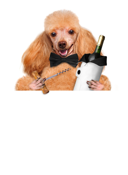 kutya-val egy üveg bort a fehér háttér - Fotó, kép