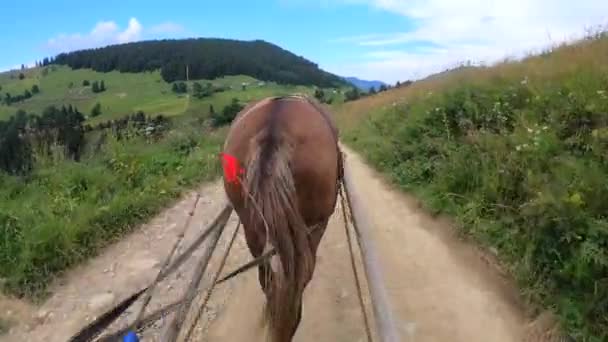 Koń ciągnie krzesło po brudnej ścieżce w słoneczny dzień - Materiał filmowy, wideo