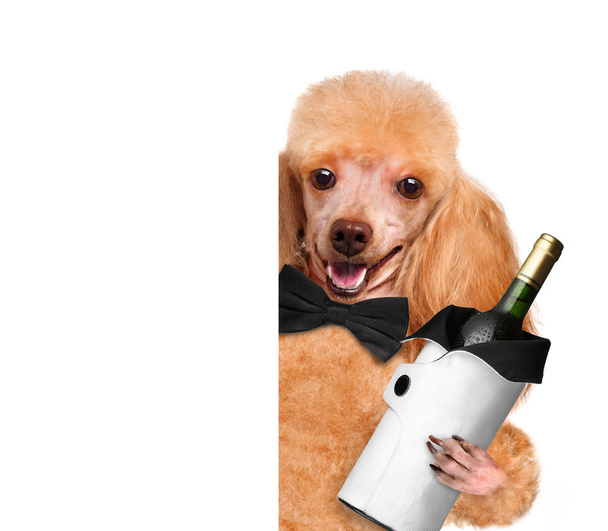 σκυλί με ένα μπουκάλι κρασί σε λευκό φόντο - Φωτογραφία, εικόνα