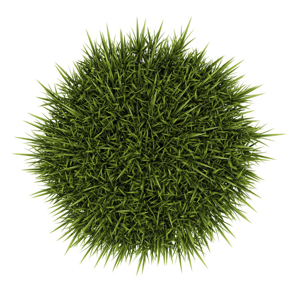top view of decorative grass isolated on white background - Photo, Image