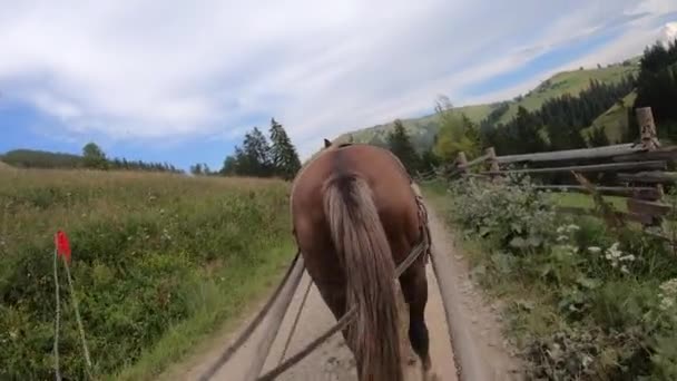 Cavalo puxa uma chaise em um caminho de sujeira em um dia ensolarado - Filmagem, Vídeo