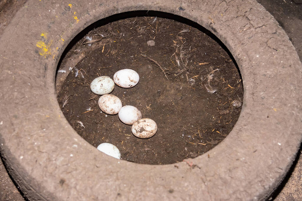 Свіжі яйця качки на землі на фермі качиних яєць. Таїланд
. - Фото, зображення