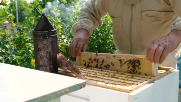 Apicultor inspecionando quadro favo de mel no apiário no dia de verão. Um homem a trabalhar no apiário. Mel fresco natural. O conceito de comida orgânica. Vídeo em câmara lenta. - Filmagem, Vídeo