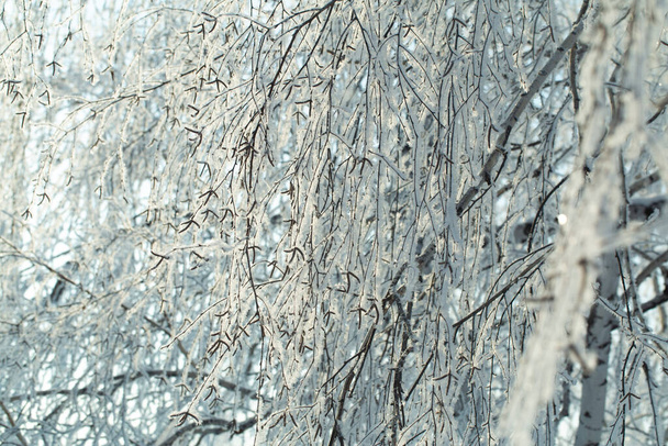 ramas de árboles cubiertas de heladas contra el cielo azul en invierno - Foto, imagen