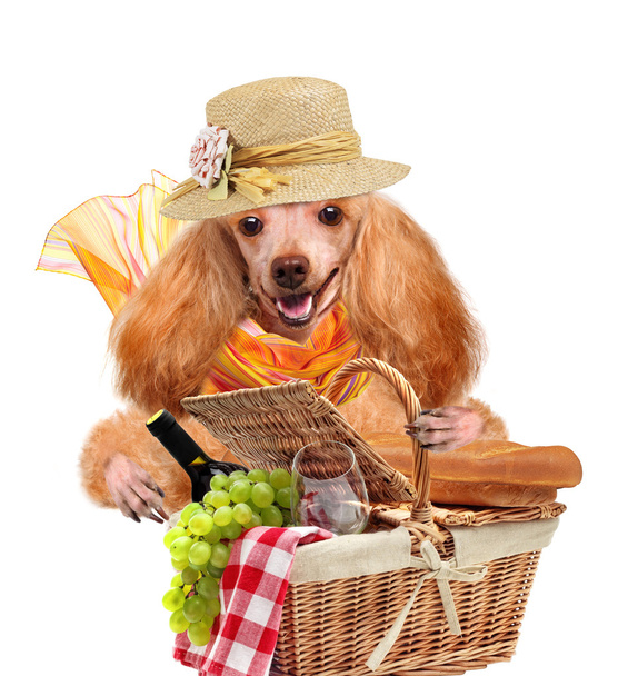Dog with Picnic basket - Photo, Image