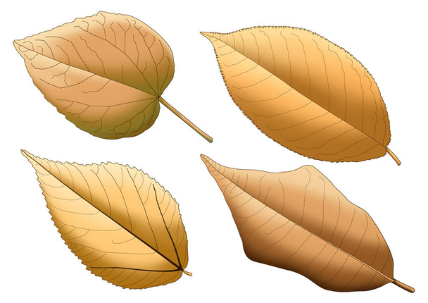 color marrón pintura de hojas secas sobre fondo blanco ilustración  - Foto, imagen