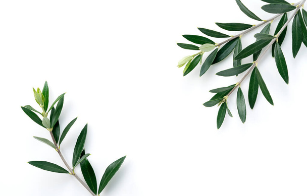 Olive branches and leaves placed on a white background with copy space. Plant Background Material - Fotó, kép